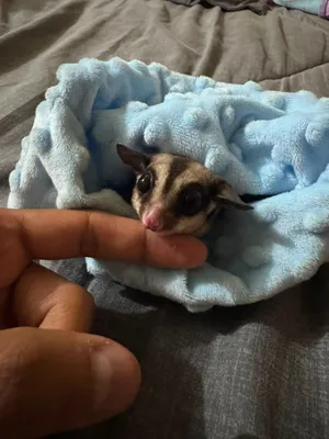 شوقر غلايدر sugar glider
