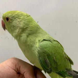Green parrot hand tamed