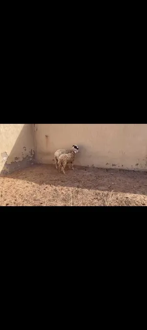 زوز خرفان للبيع اقرا الوصف