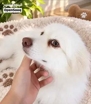 كلب بوميرينيان (Pomeranian) بيور ابيض العمر 3 سنه ب 6500ج بدل 9500