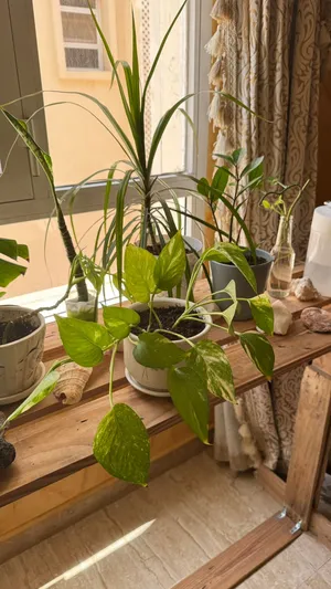بوتس  Pothos