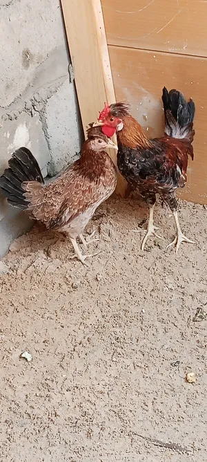 زوجين دجاج كويتي للبيع اقره الوصف