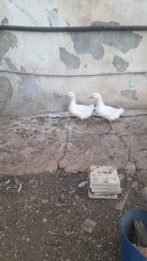 بط للبيع اون ابيض