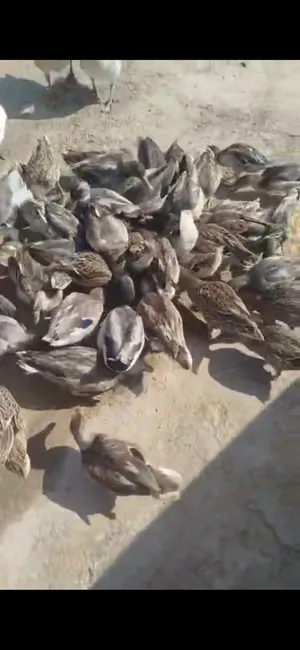 بش خضيري بري الاصلي