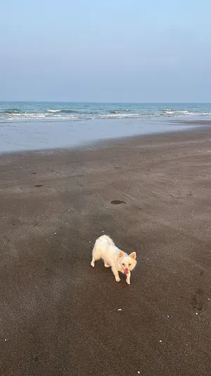 كلب Pomeranian لطيف وغير مؤذي ولديه جواز سفر دولي ويحتاج إكمال بعض التطعيمات ولاكن لا يعاني من امراض