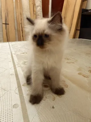 Pure Ragdoll kittens