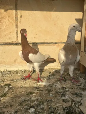فحل هومر - طيره مكابي - جوز مفتلات شاميات منتجات