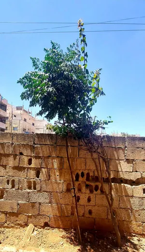 3 أشجار للبيع شمسيات وجهنمية