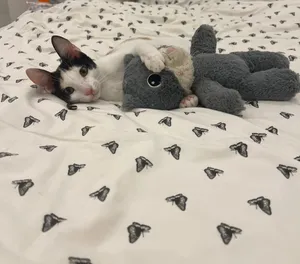 Cat adoptions