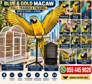 Trained Talking Blue & Gold Macaw + 2 Cages & Stand