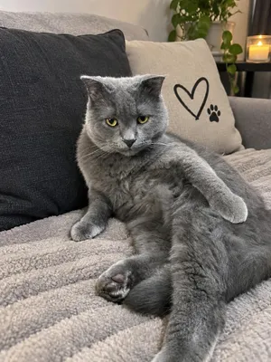 قط بريتش شورت هير