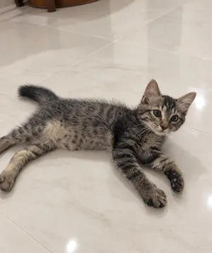 للتبني قط ذكر