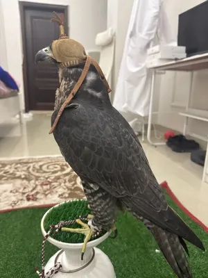 للبيع جير شاهين مزرعه فالكن سنتر 2022 الطير شرط انه صايد كل متحرك مطلوب 12