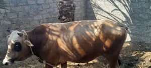 ثور جيرزي ....