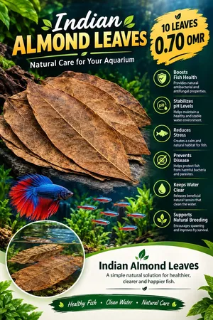 Indian almond leaf