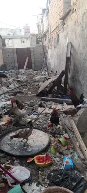 ست ديوك وثلاث دجاجات وبيحن مجال
