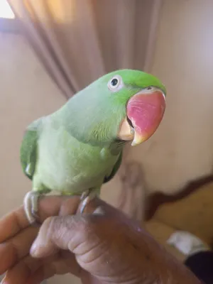 بالصلاه على النبي حبه كساندرا جاهزه