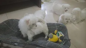 Maltese Puppies
