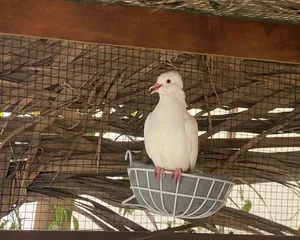 للبيع طيور حمام العفاد جملة العدد 11