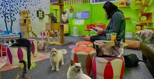 Animal and Cat Care