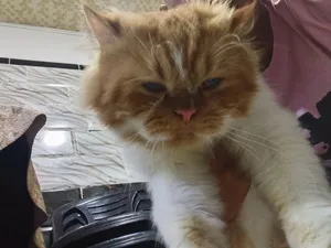 Chat persan pure race
