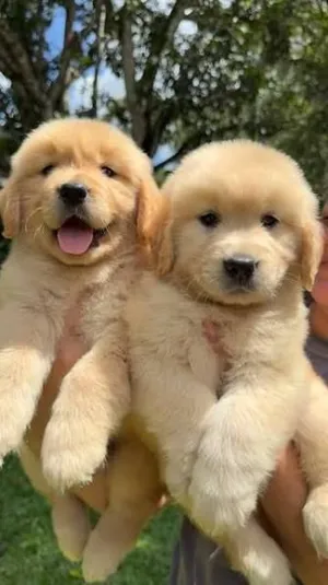 Golden retriever puppies available