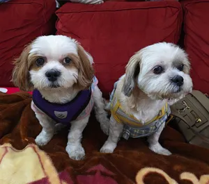 2 Female Shih Tzu Dogs