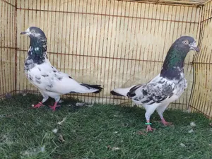 حمام بكستاني للبيع