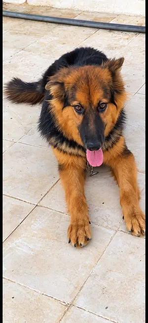 جيرمن شيبرد