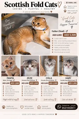 قطط سكوتش فولد للبيع - cats scotch fold for sale