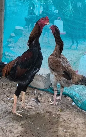Geman shamo Vibrating neck pair 9 months old زوج من دجاج شامو الألماني (نوع هزاز)، عمر 9 أشهر
