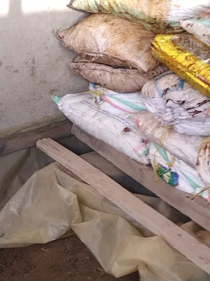 تمر حشف (نفيعة) يتوفر حايل ويتوفر انتاج السنه جواني كبار