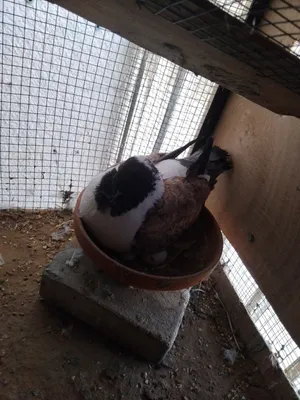 modina pigeon American breed 350Dh
