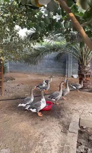 طيور ودواجن للبيع