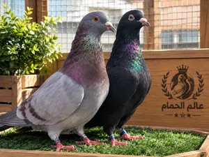 حمام للبيع  تشكيلة حمام نظيف وجاهز للتربية