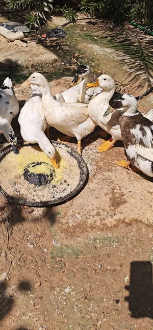 السلام عليكم بش للبيع عدد 6 اناث عدد 1 ذكر خضيري