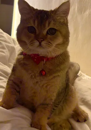 British shorthair ذكر