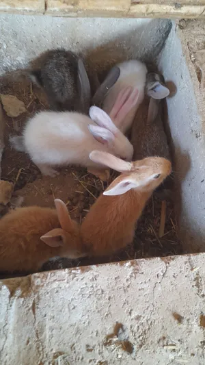 للبيع 3 جواز أرانب  بلدي  وفرنسي