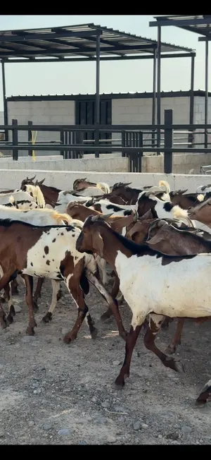 عرض مغري للتيوس الاثيوبيه السعر السابق 65 ريال وسعر العرض 60 ريال فقط ممتازات الي يريد للتربيه