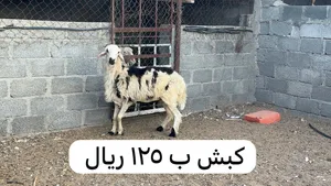 تيوسا 2 جاموديات