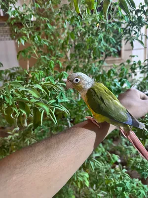 سلام عليكم كنيور اليف طينه البيع طير جبير بادي يصفي حتى بل شارع يطلع