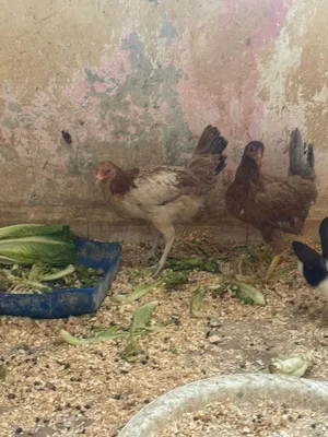 للبيع دجاجتين بلدي