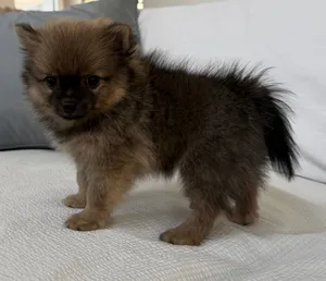 Pure grey Pomeranian baby looking for new home