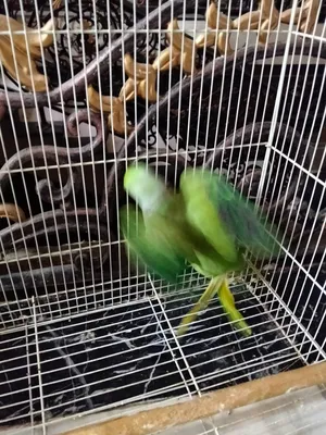 دره اخضر جوز