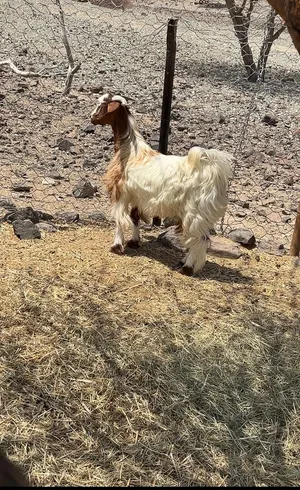 للبيع تيس محقوص