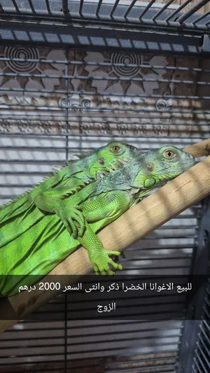 حيوان الاغوانا ذكر وانثى