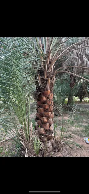 نخيل للبيع