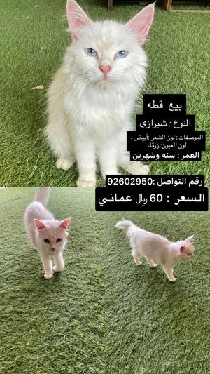 قطه شبرازي للبيع