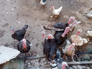 ديك رومي ذكر واحد 25 و انثي 15 ريال