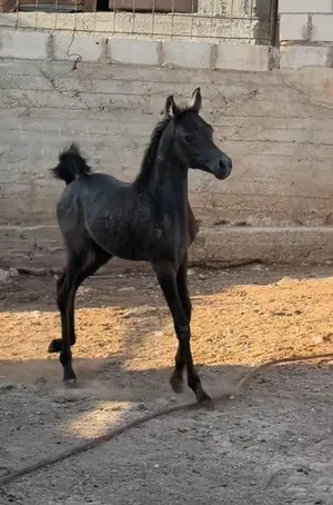 مهره عربيه واهو اصيله غير مسجلة